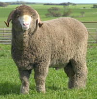 M222 Orrie Cowie Merino sire