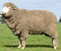 Nap116 Orrie Cowie Poll Merino Sire 