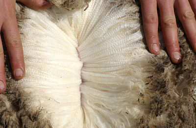 Orrie Cowie wool